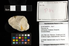 Foto (Objekt + Etiketten) von Pithonoton sp. 